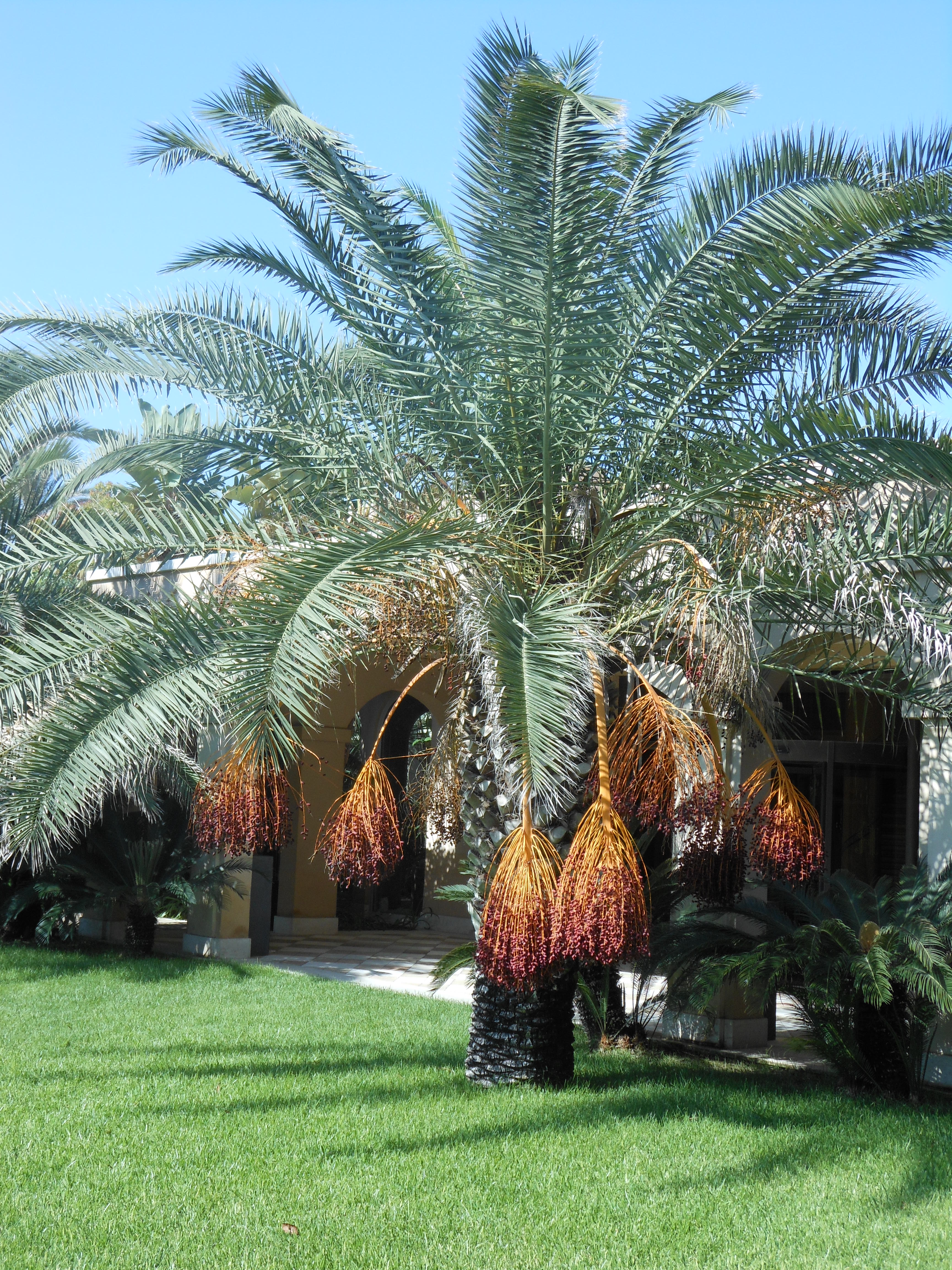 Well Dressings Bakewell